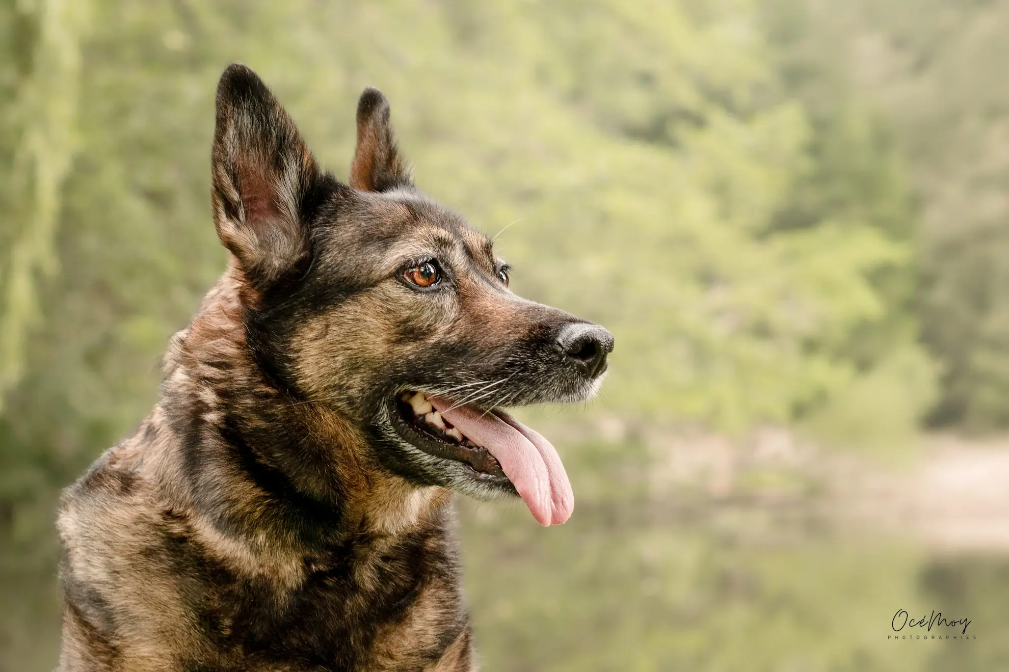 chien craintif regard doux