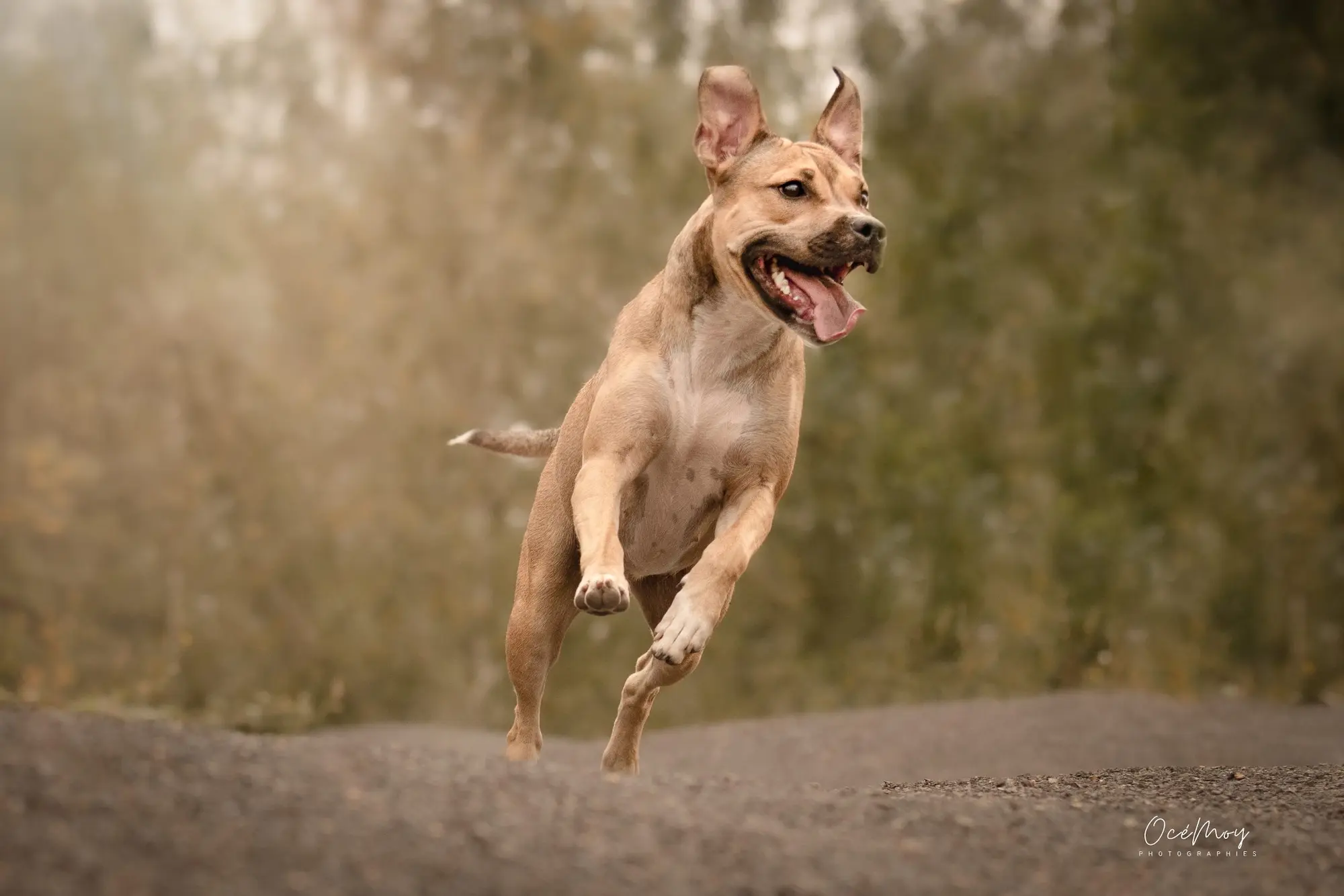 chien réactif nature