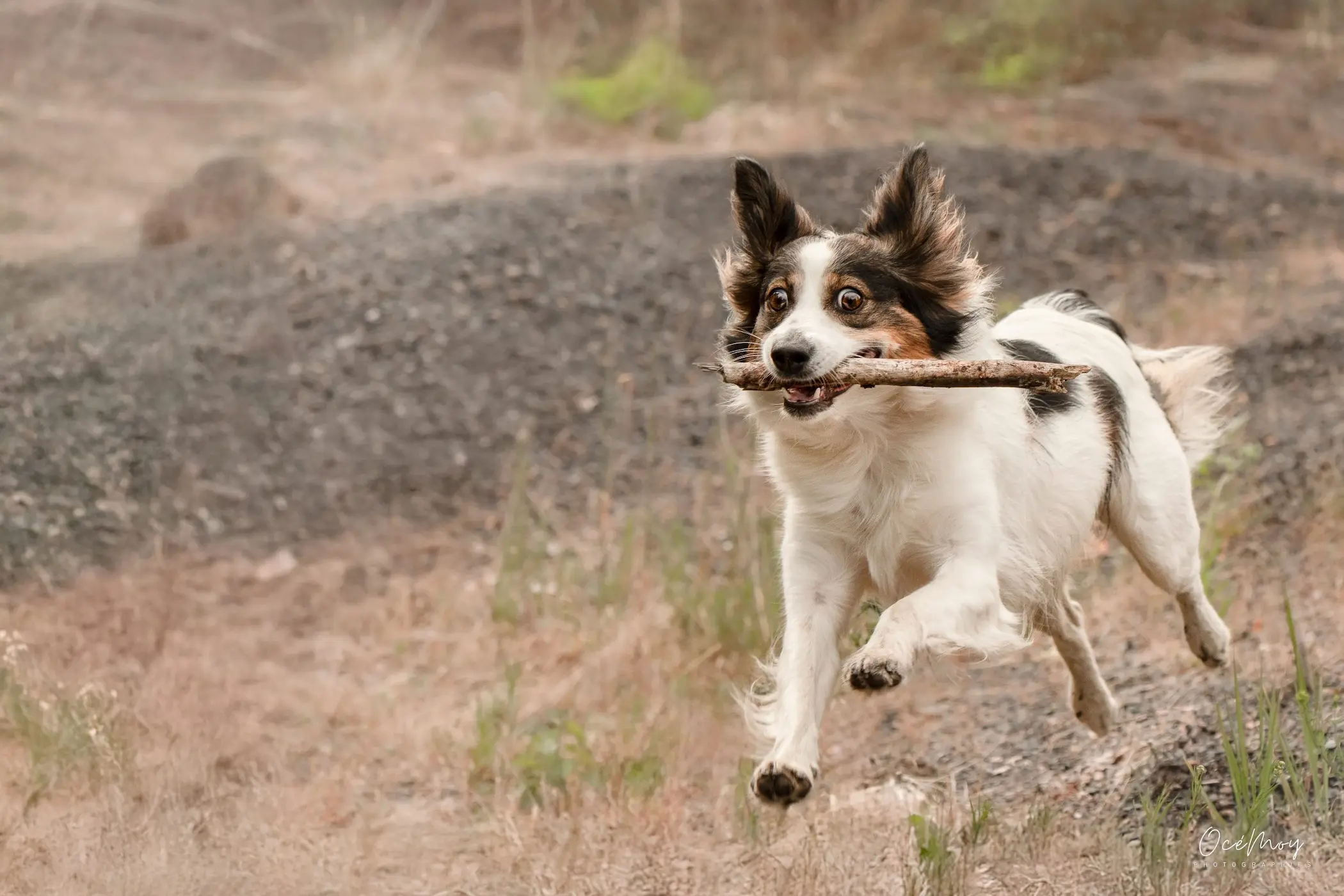 parcours évolution chien maltraitance