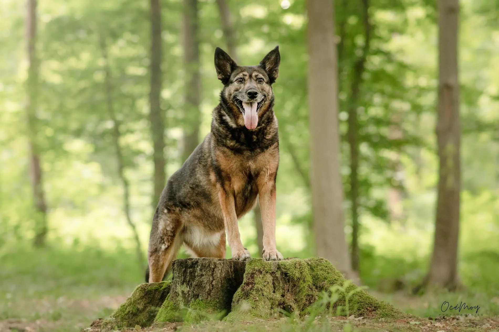 photographe canin valenciennes cambrai