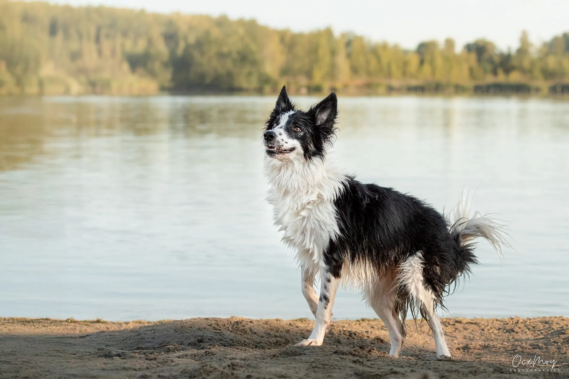 chien adopté en confiance