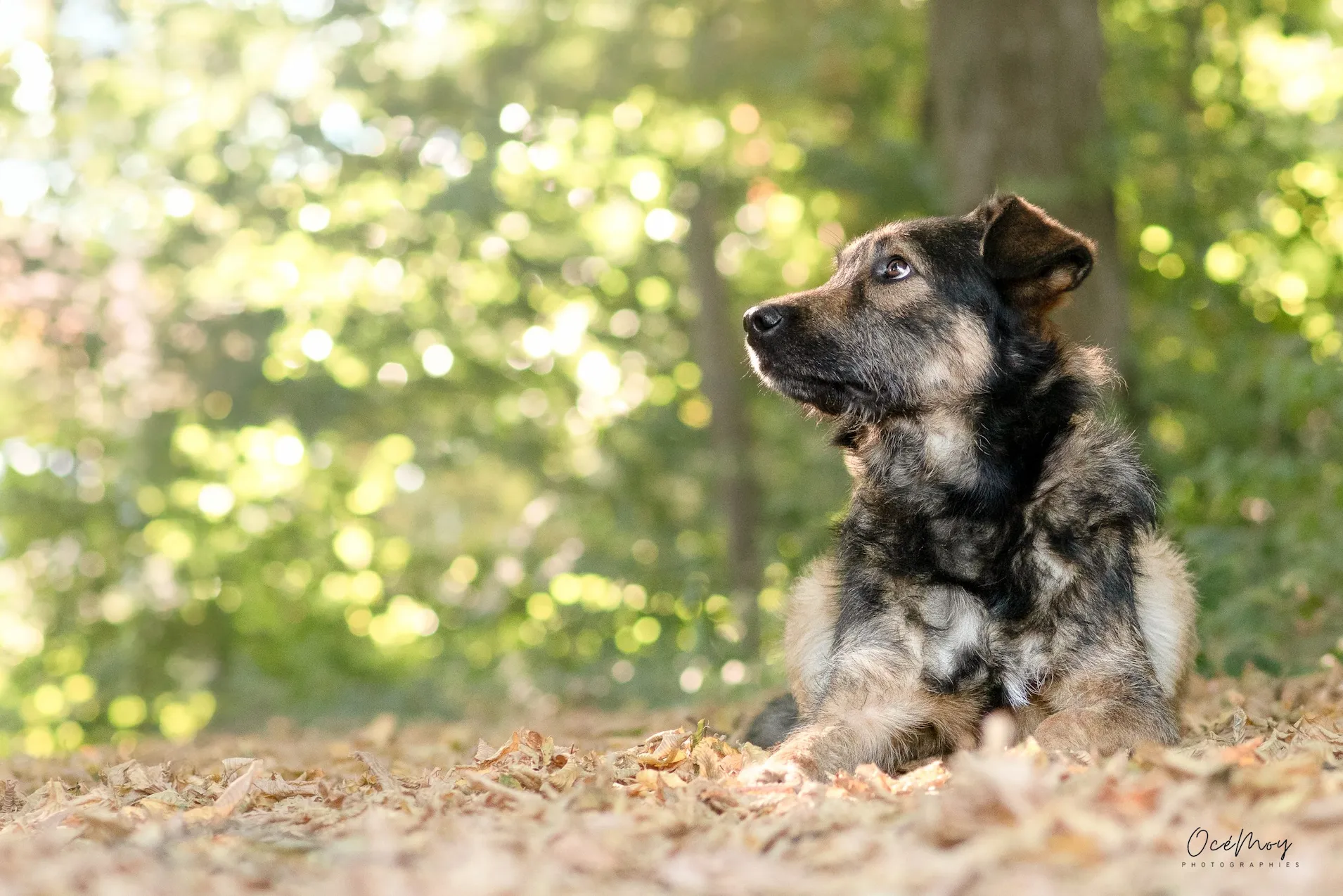 douceur chien roumain adoption refuge