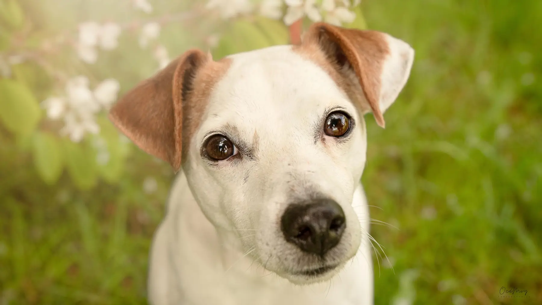 chien sensible en extérieur regard doux
