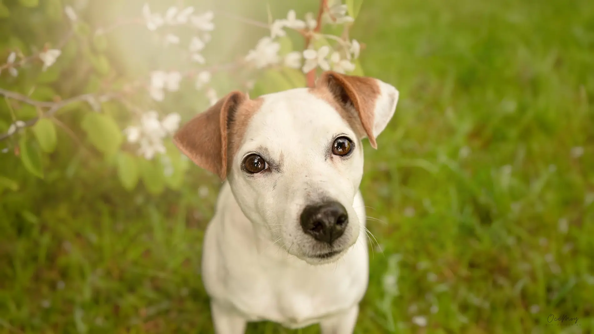 chien sensible en extérieur regard doux