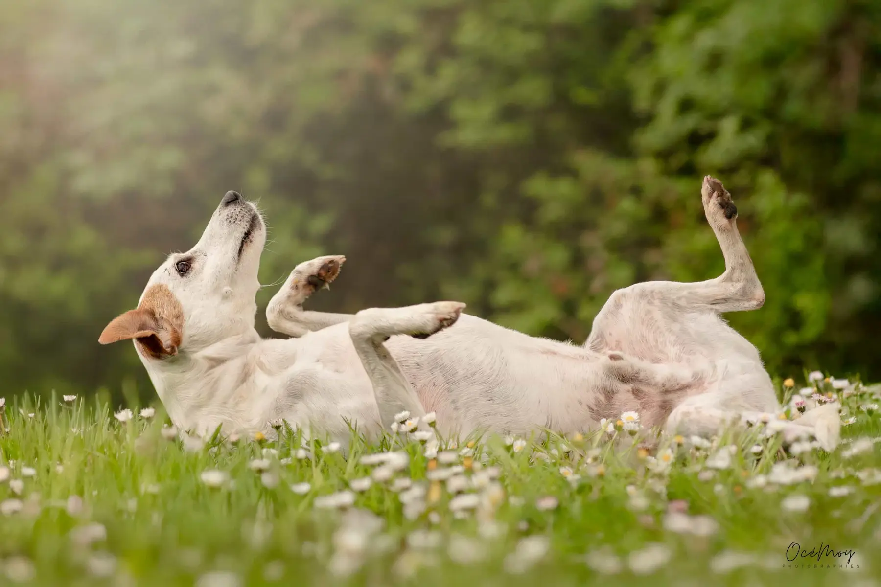chien apaisé heureux joueur