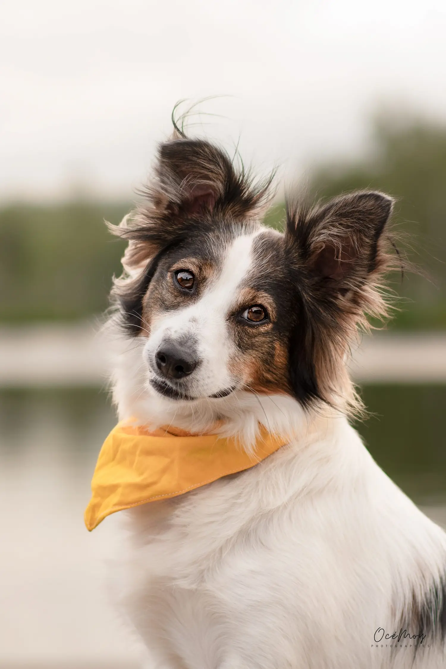 portrait chien craintif photographe canine