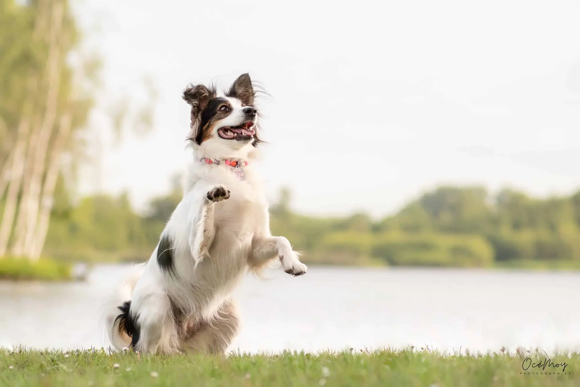 chien heureux extérieur