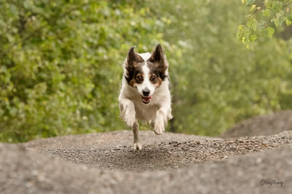 chien passé difficile épanoui course