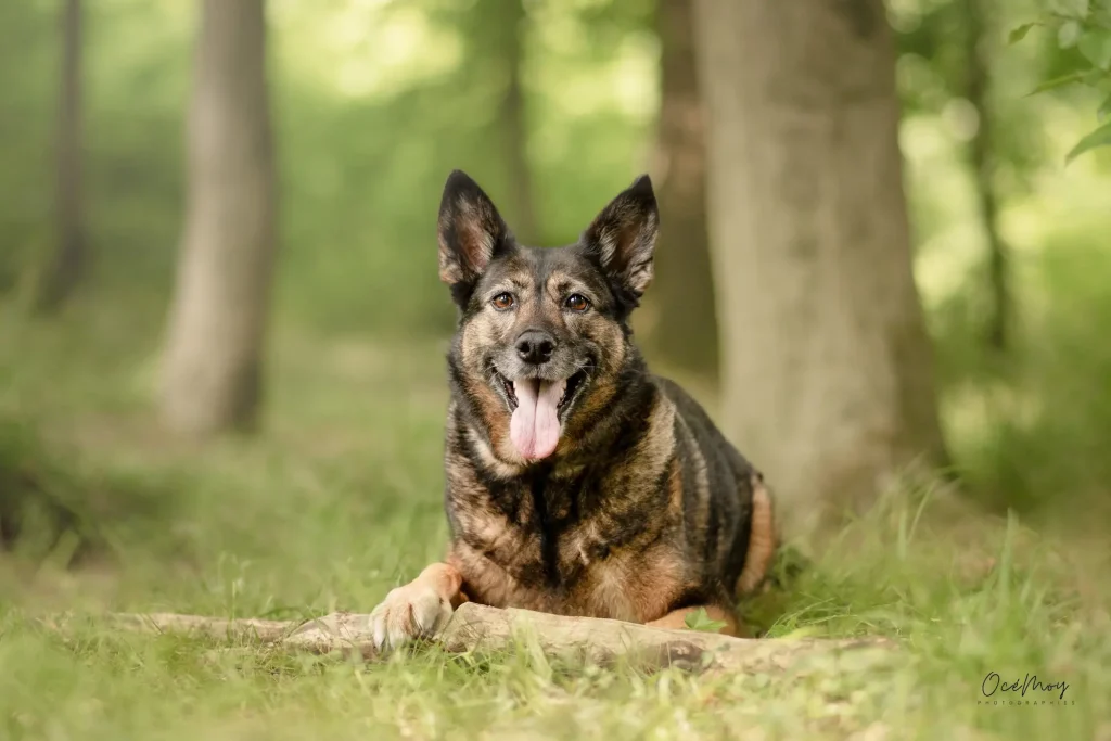 chien forêt balade calme