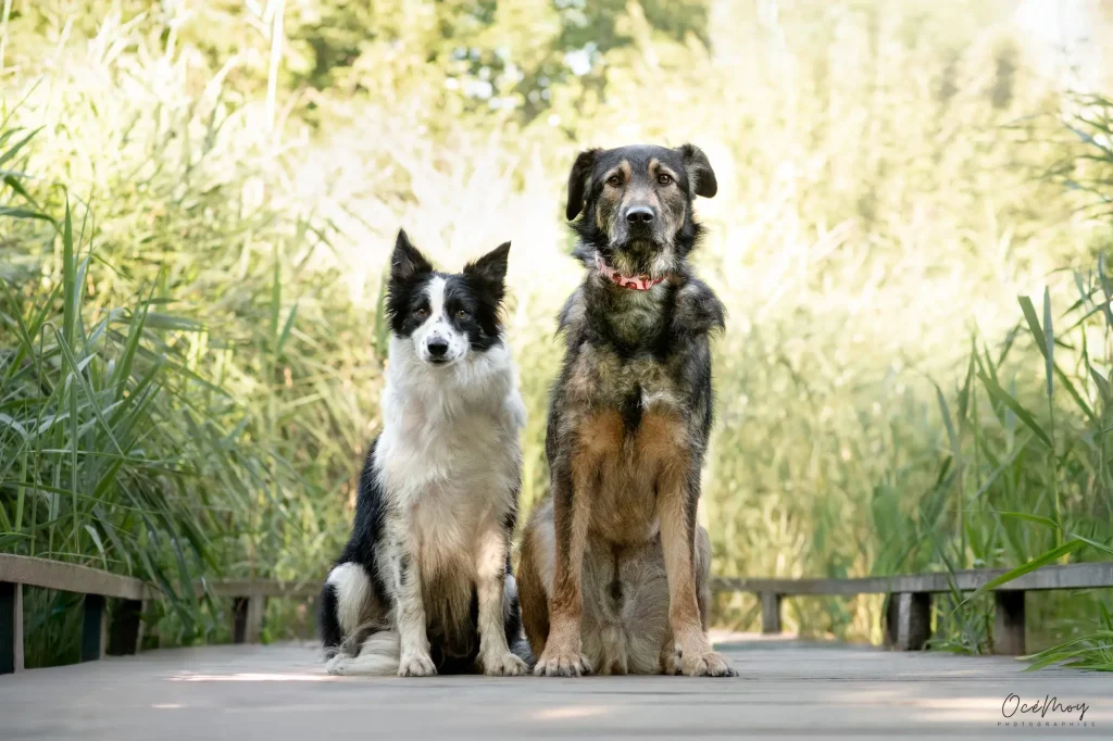 chiens craintifs réactifs assis extérieur sérénité