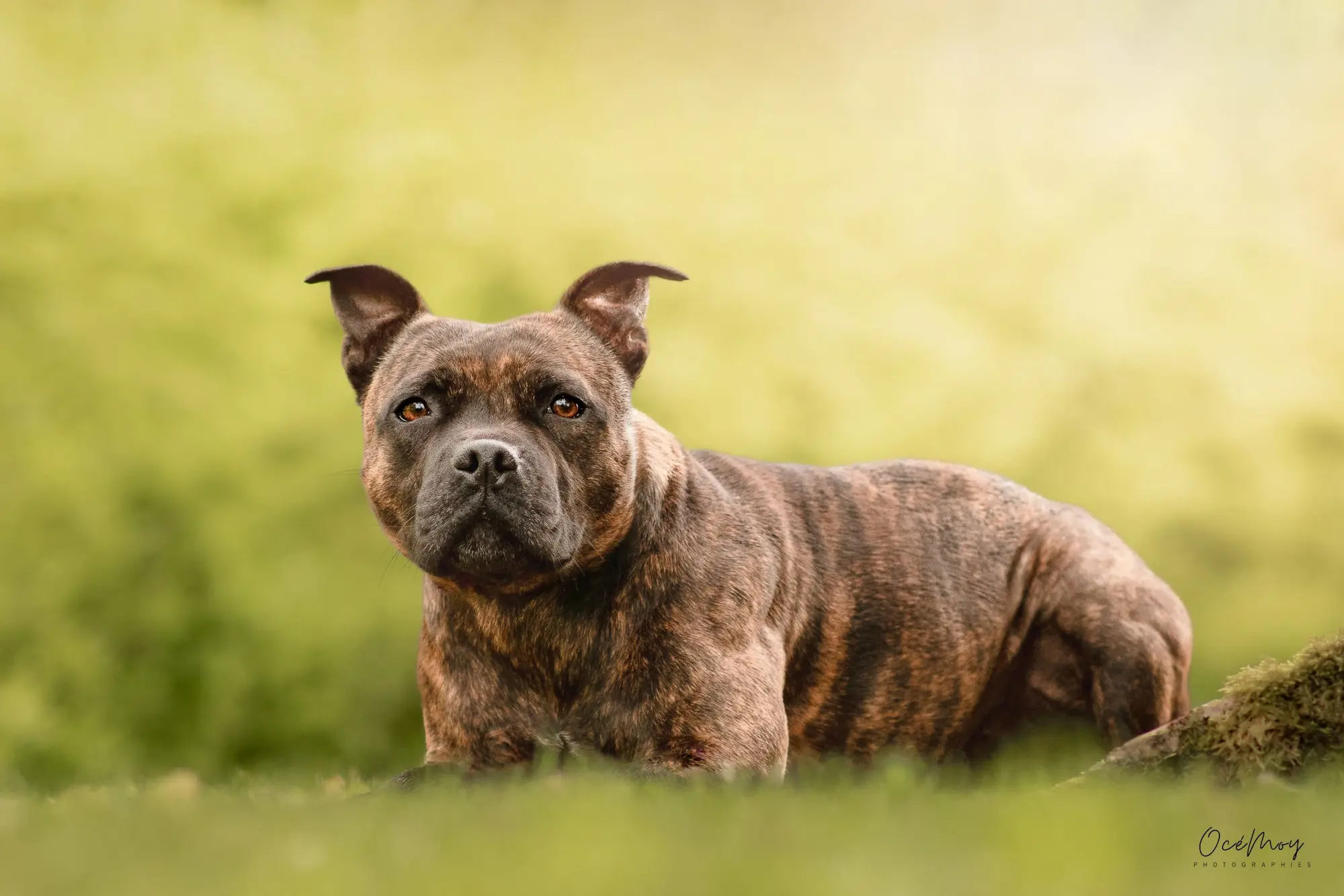 chien sensible en extérieur