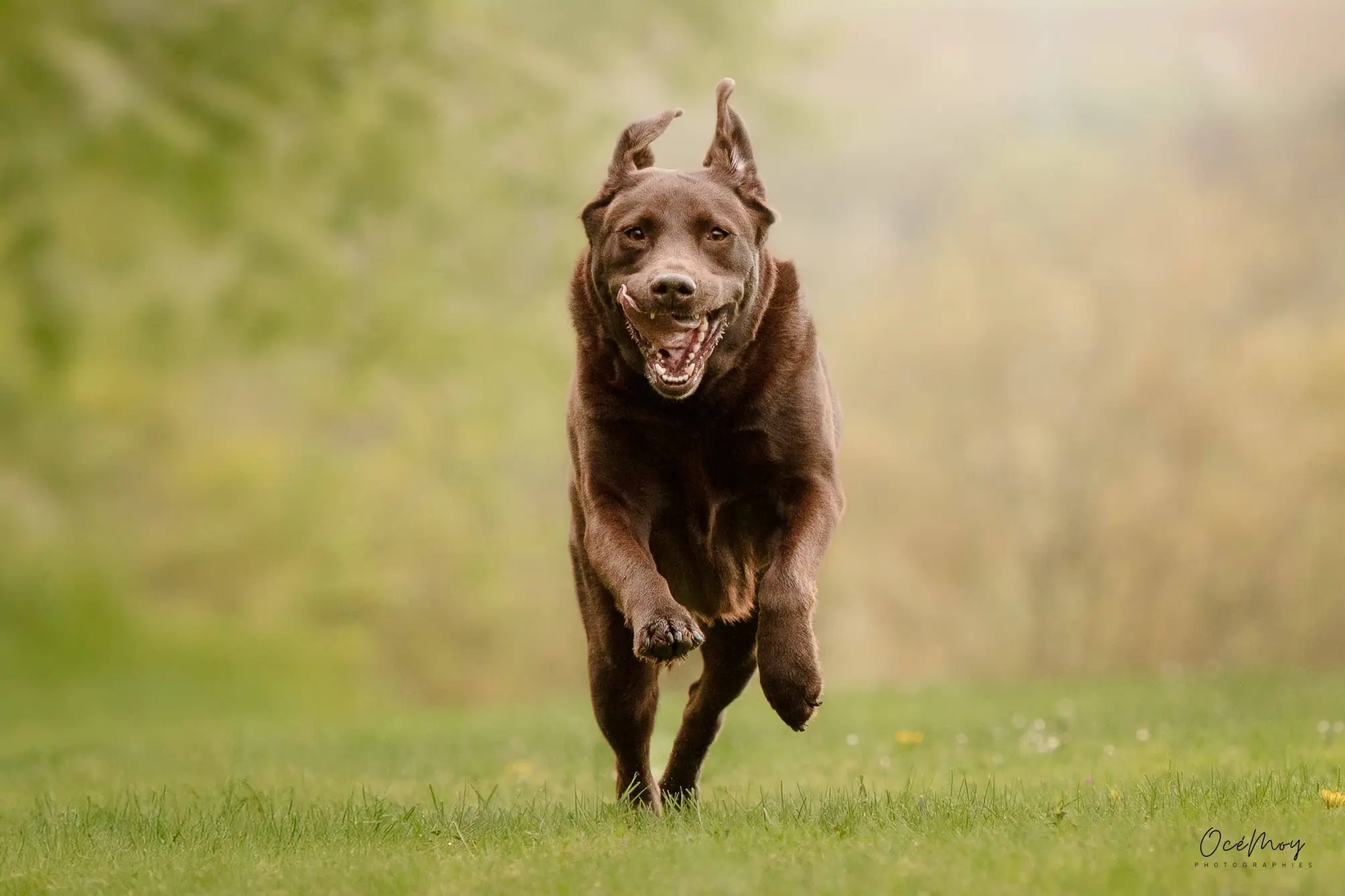 chien action balade