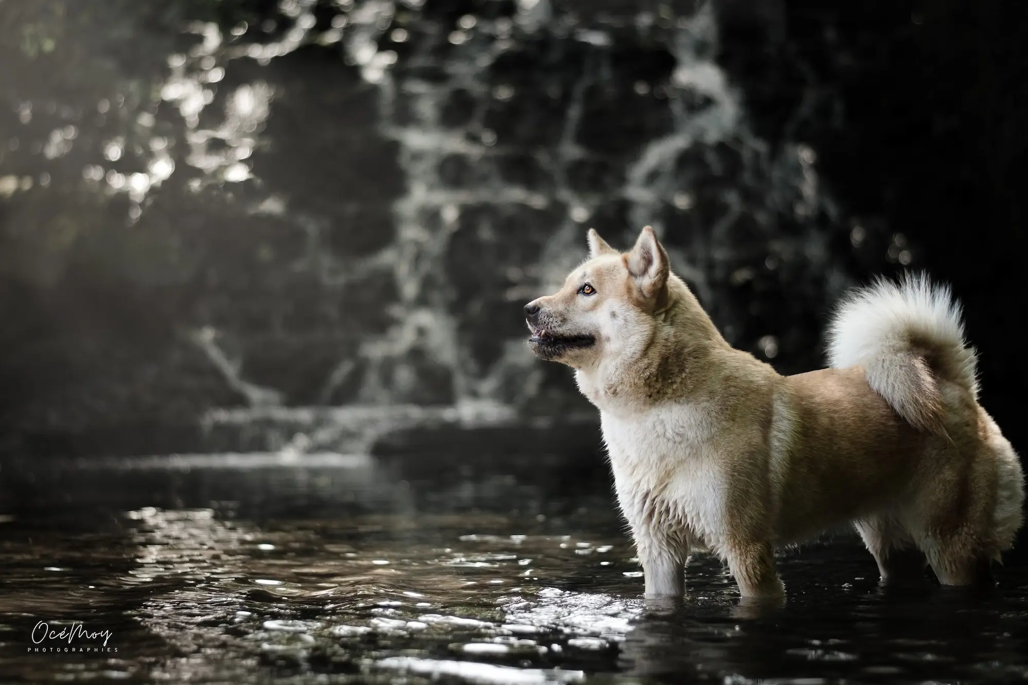 chien calme en nature